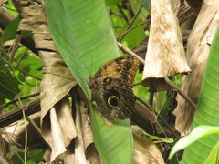 Caligo telamonius memnon
