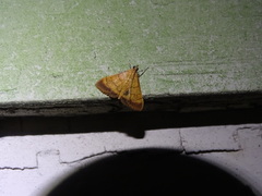 Pyrausta insignitalis