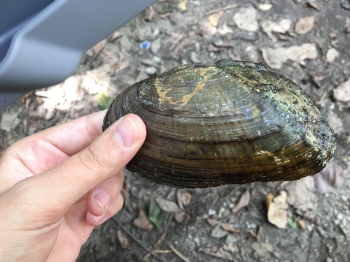Lasmigona costata