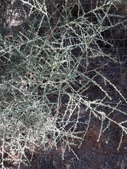 Adenocarpus telonensis