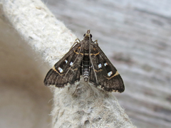 Diathrausta