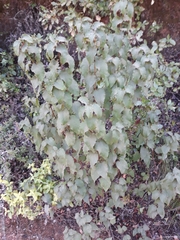 Cistus populifolius