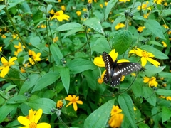 Catasticta flisa flisa