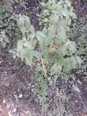 Cistus populifolius
