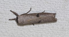 Pilostibes stigmatias