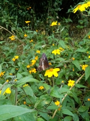 Catasticta flisa flisa