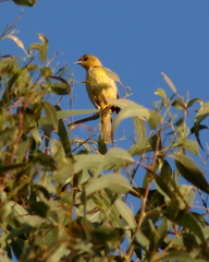 Icterus spurius