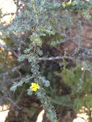 Aspalathus acanthophylla