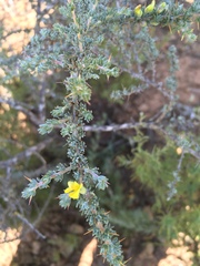 Aspalathus acanthophylla