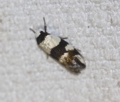 Zonopetala decisana