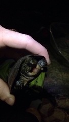 Sternotherus depressus
