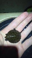 Sternotherus depressus