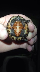 Sternotherus depressus