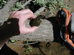 Sternotherus depressus