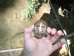 Sternotherus depressus