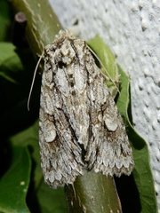 Meganephria bimaculosa