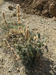 Stachys germanica