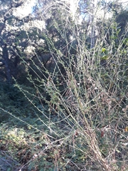 Cytisus arboreus