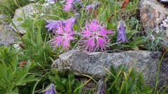 Dianthus superbus superbus