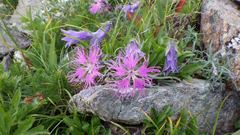 Dianthus superbus superbus
