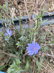 Cichorium intybus