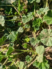 Malva pusilla