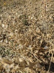 Odontarrhena obtusifolia