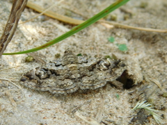 Lepidoptera