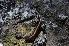 Plethodon shenandoah