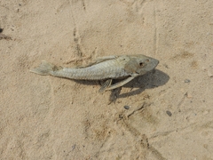 Hypostomus