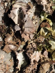 Umbilicaria hirsuta