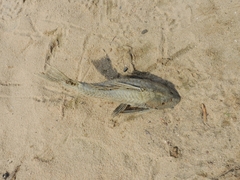Hypostomus