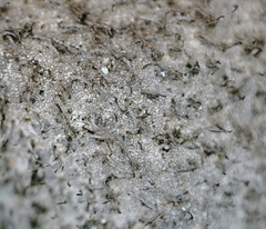 Umbilicaria hirsuta