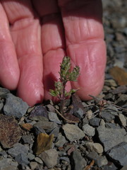 Phyllopodium caespitosum