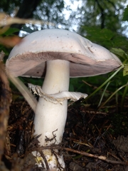 Agaricus abruptibulbus