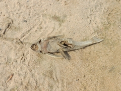 Hypostomus