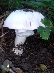 Agaricus abruptibulbus