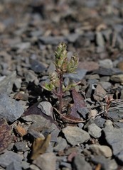 Phyllopodium caespitosum