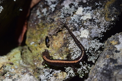 Plethodon shenandoah