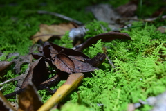 Plethodon shenandoah
