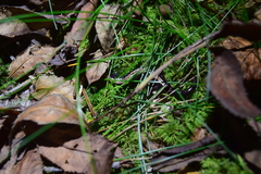 Plethodon shenandoah