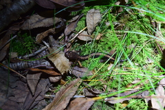 Plethodon shenandoah