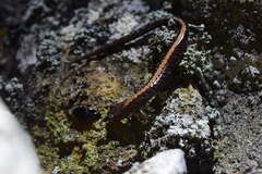 Plethodon shenandoah