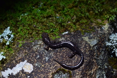 Plethodon shenandoah