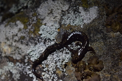 Plethodon shenandoah
