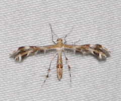 Dejongia californicus