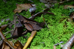 Plethodon shenandoah