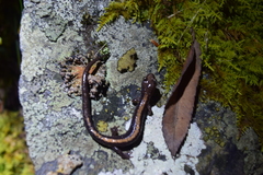 Plethodon shenandoah