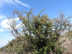 Condalia velutina