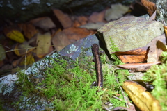 Plethodon shenandoah